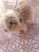 chien-caniche-tizi-ouzou-algerie