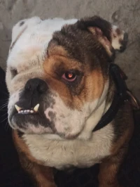 Bulldog anglais