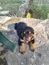 Chiot rottweiler 