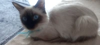 Chatte a donner
