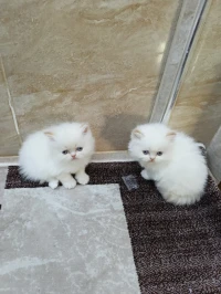 Chatons persan à vendre