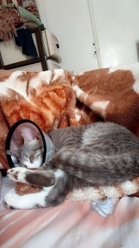 قطة-chatte-de-7mois-a-adopter-درارية-الجزائر