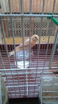 عصفور-canari-satini-الحراش-الجزائر