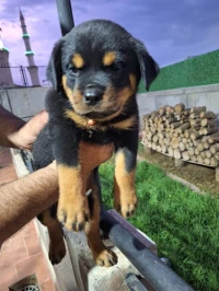 Rottweiler chiot 
