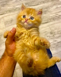 Chaton shirazi