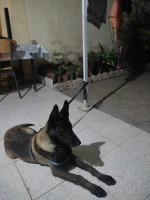 chien-malinois-blida-algerie