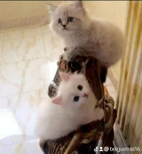 Chat persan