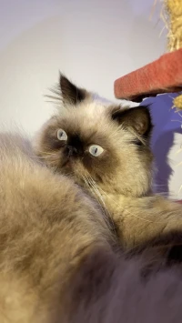 Chat persan mâle peky face himalayen pure race 