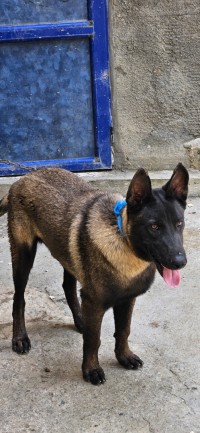 مالينوا شاربوني قناع أسود ذكر 7 أشهر ملقح، نوعية ممتازة  Malinois charbonné masque noir, Mâle 7 mois, Vacciné, top qualité