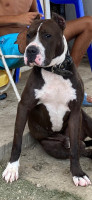 chien-pitbull-2ans-bien-dresse-tigzirt-tizi-ouzou-algerie