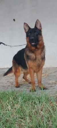 dogs-femelle-berger-allemand-kolea-tipaza-algeria