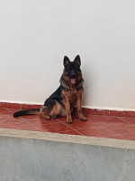 chien-vente-dun-berger-allemand-hadjout-tipaza-algerie