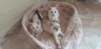 chat-chats-pour-adoption-bir-el-djir-oran-algerie