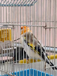 Chardonnerets mutation top 