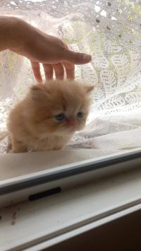 قطة-petit-chaton-persan-peke-face-زرالدة-الجزائر