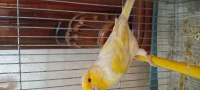 Vend canari mâle satiné mosaïque jaune 