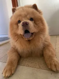 Chow chow wadjed lel couplage