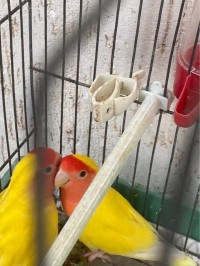 عصفور-les-oiseaux-couple-inseparables-مسرغين-وهران-الجزائر