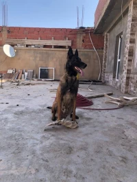 Malinois