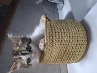 A donner adoption للتبني femelle 