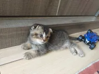 Chat scottish fold pure race mal 