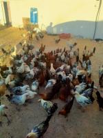 animaux-de-ferme-دجاج-فيومي-ouargla-algerie