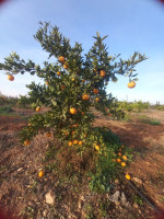 terrain-agricole-vente-tlemcen-hennaya-algerie