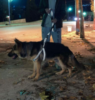 chien-berger-allemand-pure-race-6-mois-azazga-tizi-ouzou-algerie