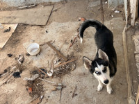 chien-femmelle-husky-4-mois-dar-el-beida-alger-algerie