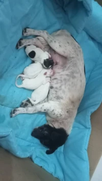 jack russel