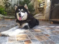 Husky sibérien poil long 