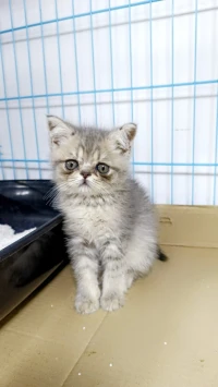 chat