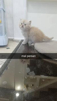 قطة-chaton-persan-شراقة-الجزائر