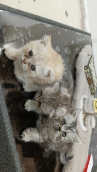 chaton  british longhair