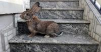 آخر-lapin-مقلع-تيزي-وزو-الجزائر