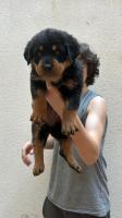 chien-rotweiller-40j-pure-race-tizi-ouzou-algerie