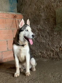 Husky 