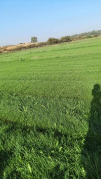 تنظيف-و-بستنة-espace-vert-et-gazon-naturel-سيدي-موسى-الجزائر