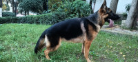 chien-berger-allemand-el-biar-alger-algerie