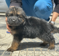 dog-chiot-berger-allemand-tebessa-algeria
