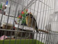 3 trois jeune male Tarin venezuela classique age 1 mois et 23 jour bague 2024 طاران كلاسيك