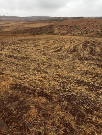 terrain-agricole-vente-ain-temouchent-sidi-safi-algerie