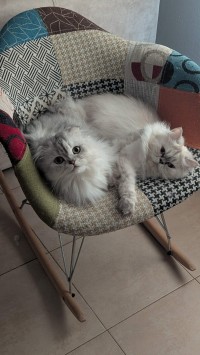 قطط-chatons-scottish-fold-et-persans-a-vendre-دالي-ابراهيم-الجزائر