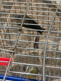 HYBRIDE SERIN DE MOZAMBIQUE 