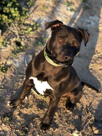 كلب-staff-american-chien-de-guard-أولاد-دراج-المسيلة-الجزائر