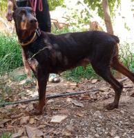 chien-عين-وسارة-ولاية-الجلفة-ain-oussara-djelfa-algerie