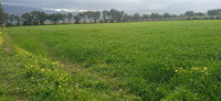 farmland-sell-blida-bougara-algeria