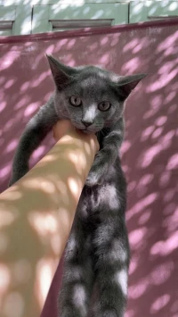 British shorthair