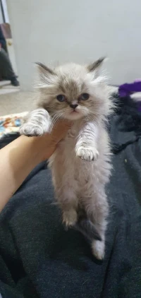 Persan chinchilla 