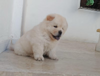 chien-chow-annaba-algerie